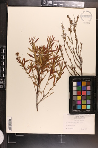 Hypericum densiflorum image