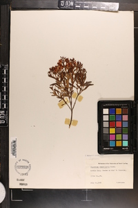 Hypericum densiflorum image