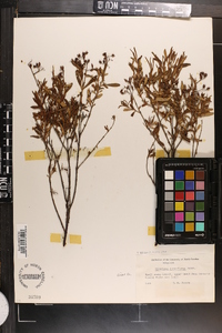 Hypericum densiflorum image