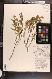 Hypericum densiflorum image