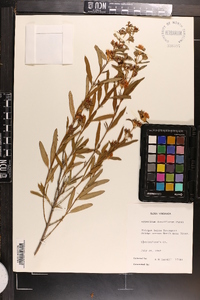 Hypericum densiflorum image