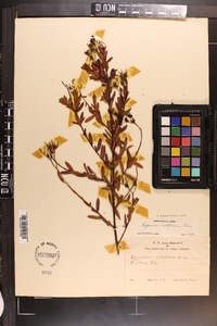 Hypericum cistifolium image