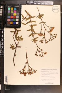 Hypericum cistifolium image