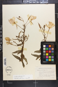 Oenothera grandiflora image