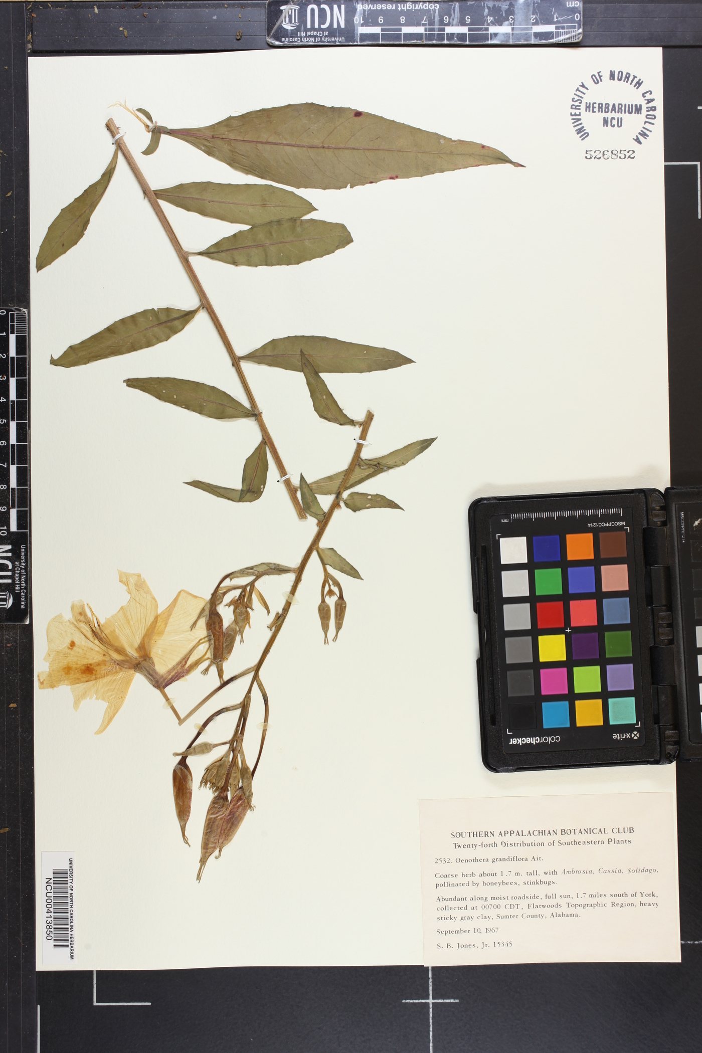 Oenothera grandiflora image
