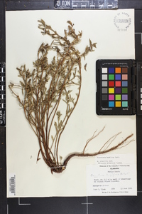 Oenothera humifusa image