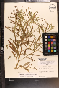 Ludwigia leptocarpa image