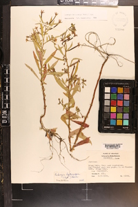 Ludwigia leptocarpa image