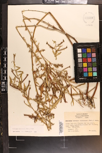 Ludwigia leptocarpa image