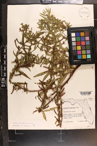 Ludwigia leptocarpa image