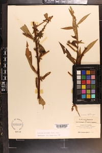 Ludwigia leptocarpa image