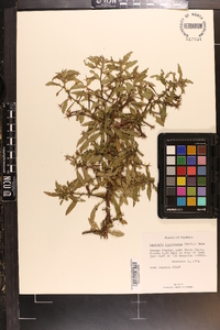 Ludwigia leptocarpa image