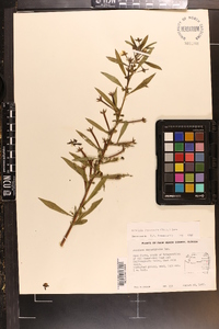 Ludwigia leptocarpa image