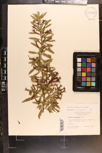 Ludwigia leptocarpa image