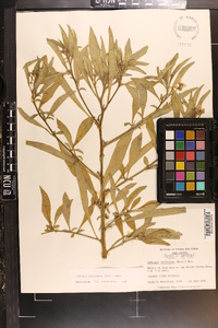 Ludwigia leptocarpa image