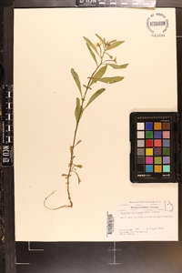Ludwigia leptocarpa image