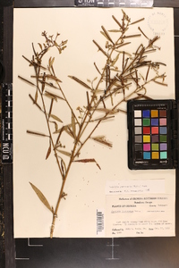 Ludwigia leptocarpa image