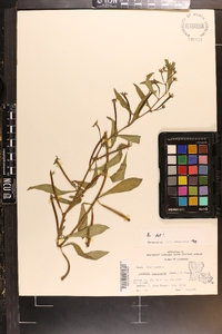 Ludwigia leptocarpa image