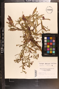 Ludwigia leptocarpa image