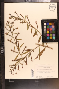 Ludwigia leptocarpa image