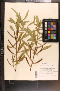 Ludwigia leptocarpa image