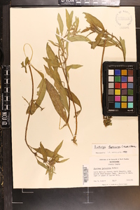 Ludwigia leptocarpa image