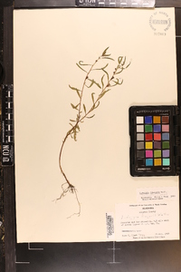 Ludwigia linearis image