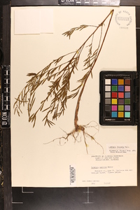 Ludwigia linearis image