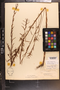 Ludwigia linearis image