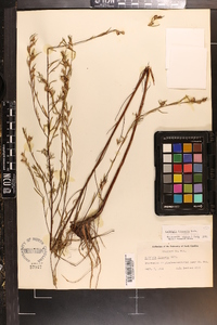 Ludwigia linearis image