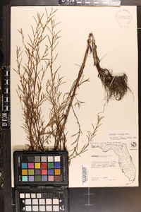 Ludwigia linearis image