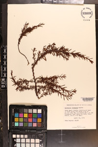 Ludwigia linearis image