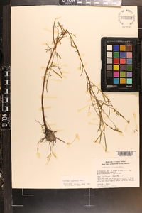 Ludwigia linearis image
