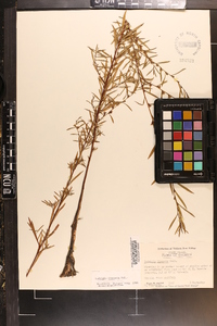 Ludwigia linearis image