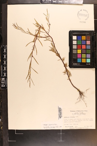 Ludwigia linearis image