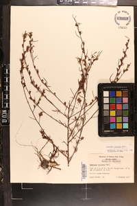 Ludwigia linearis image