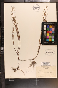 Ludwigia linearis image