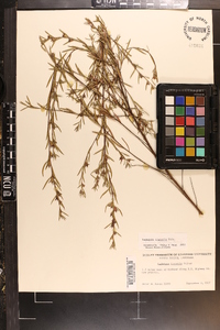 Ludwigia linearis image