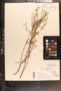 Ludwigia linearis image