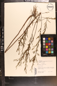 Ludwigia linearis image