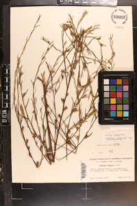 Ludwigia linearis image