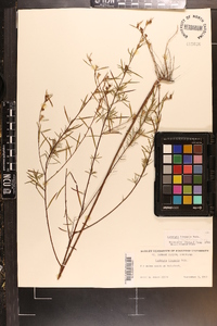 Ludwigia linearis image