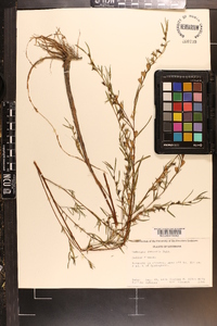 Ludwigia linearis image