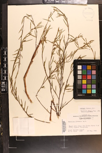 Ludwigia linearis image