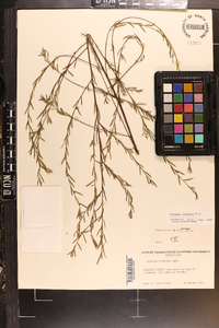 Ludwigia linearis image