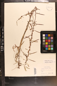 Ludwigia linearis image