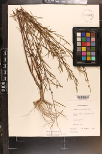 Ludwigia linearis image