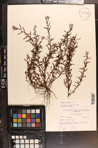 Ludwigia linearis image