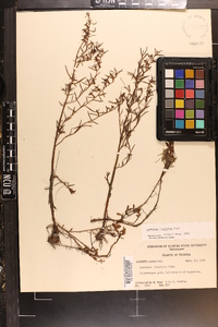 Ludwigia linearis image