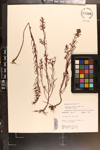 Ludwigia linearis image